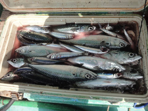 3月の釣果です