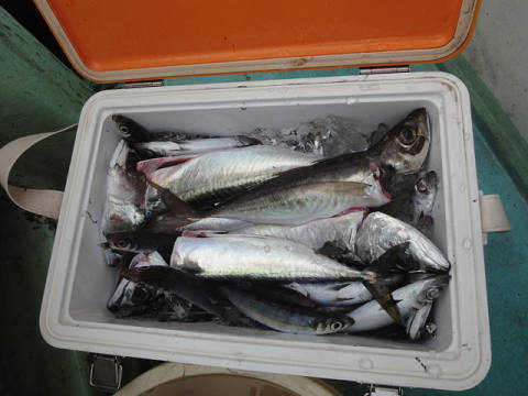 3月の釣果です