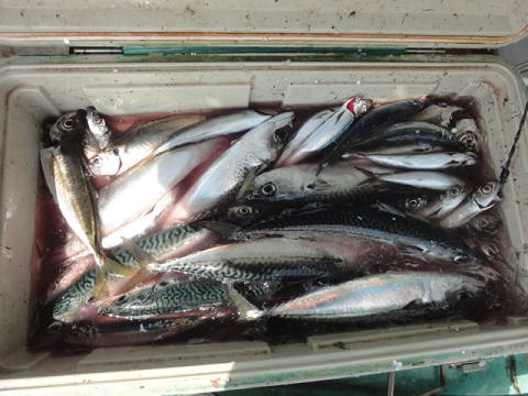 3月の釣果です