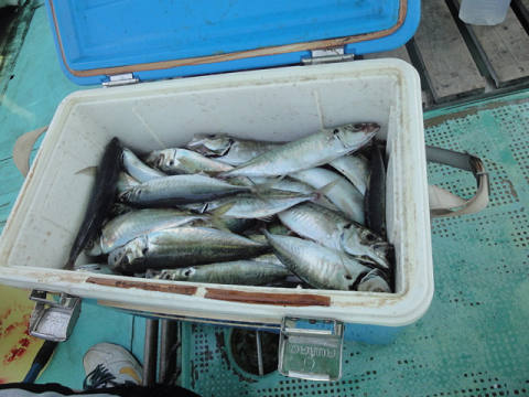 5月釣果です