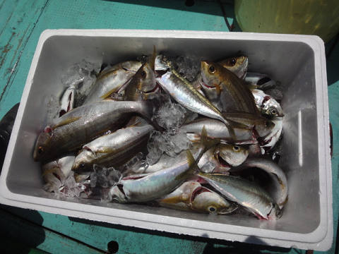 5月釣果です