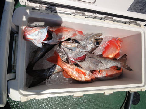 5月釣果です