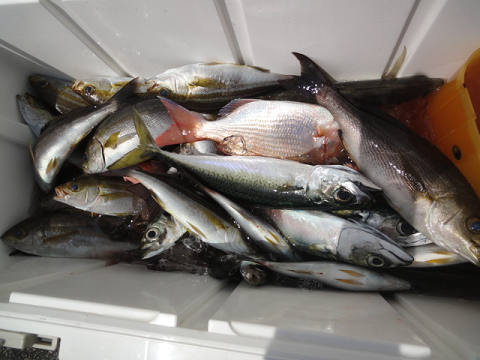 5月釣果です