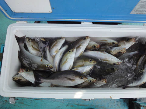 5月釣果です