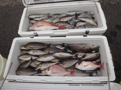6月釣果です