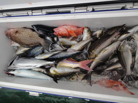 6月釣果です