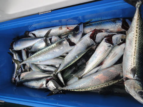 6月釣果です