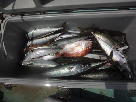 7月釣果です