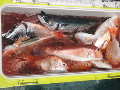 7月釣果です