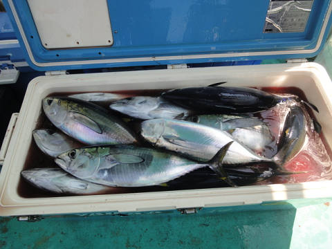 9月釣果です