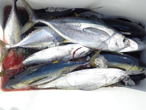 9月釣果です