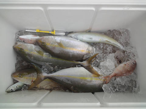 9月釣果です
