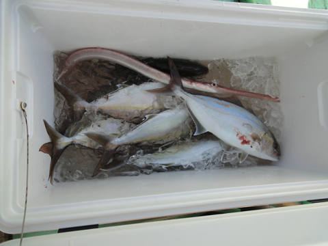 11月釣果です