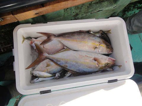11月釣果です