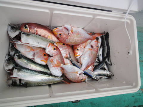 4月釣果です
