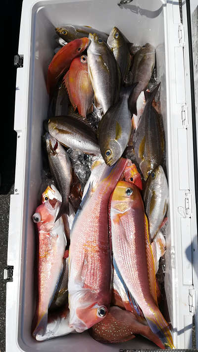 6月釣果です