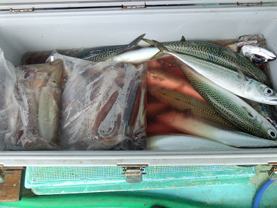 7月釣果です