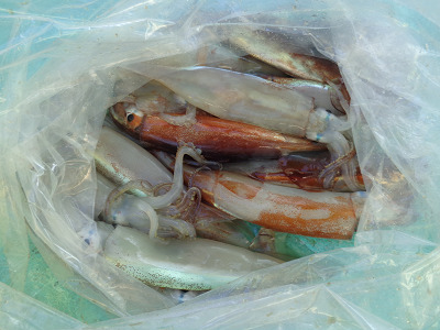 7月釣果です