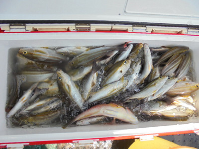 7月釣果です