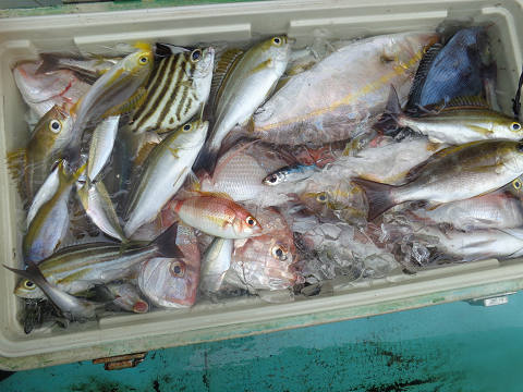 7月釣果です