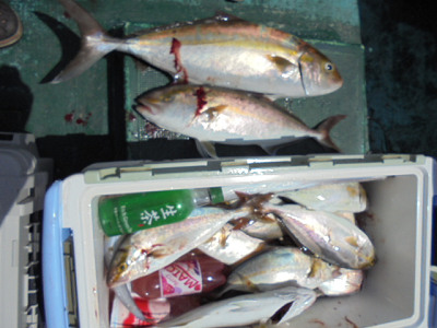 8月釣果です