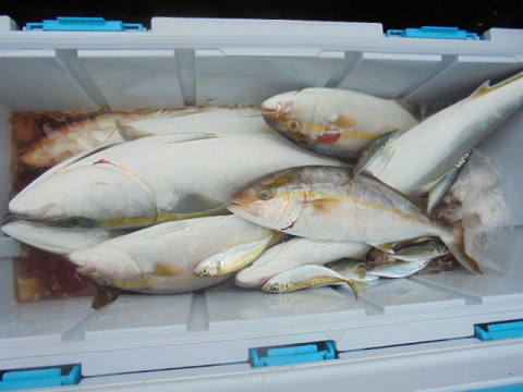 9月釣果です