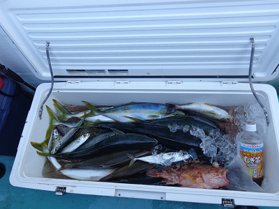11月釣果です