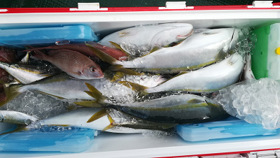 11月釣果です